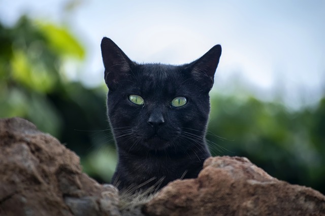 Čierna mačka leží za skalou.jpg