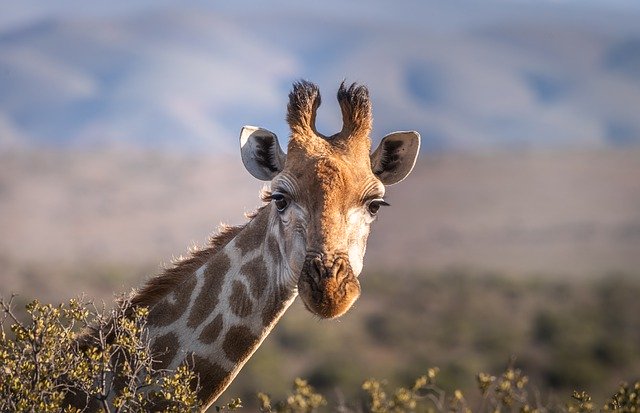 Žirafa s dlhým krkom.jpg