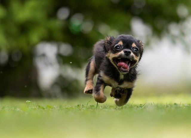 Malý pes beží po trávniku.jpg