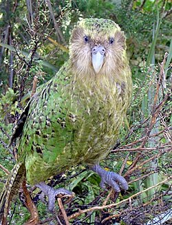 kakapi